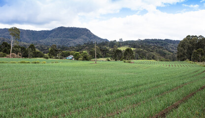 Fototapeta na wymiar Rural area in Santa Catarina, Brazil, with onion plantations.