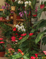 Obraz premium Beautiful orchis in a plant market