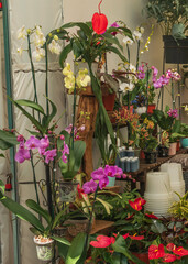Fototapeta na wymiar Beautiful orchis in a plant market