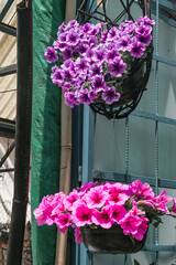 Fototapeta na wymiar Beautiful petunias in pots close up