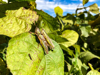 イナゴ　大豆の葉の上のイナゴ。安全な農業。日本の秋の畑の風景。害虫。無農薬農業。