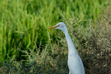 A Portrait of a Cattle Egret It is also known as Bubulcus ibis