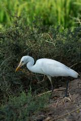 A Portrait of a Cattle Egret It is also known as Bubulcus ibis