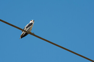 Australian Black Shouldered Kite Sitting on an electric cable It is also known as Elanus axillaris
