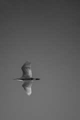 A Cattle Egret in Flight black and white image