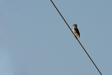 Bank Myna Sitting on an Electric Wire It is also known as Acridotheres ginginianus