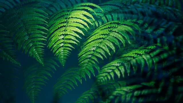 Seamless looping animation of green leaves of ferns on dark background. 4K HD