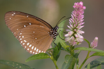 Fototapeta premium butterfly on flower