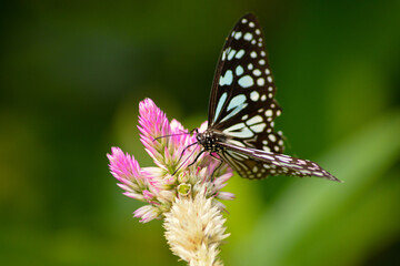 Flower and butterfly