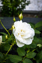 white rose flower