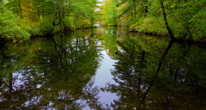 green forest reflection