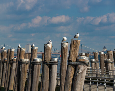 seagulls