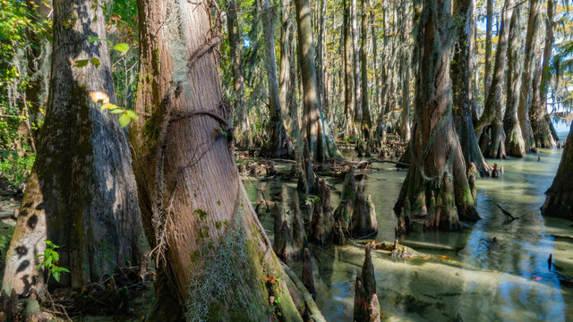 tree in the water