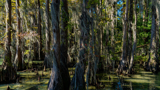 cypress forest