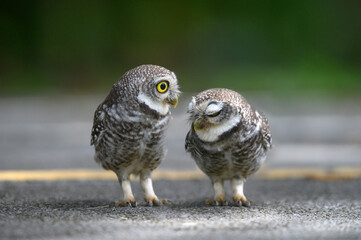 Cute bird with big eyes , Spotted owlet