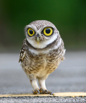 Cute bird with big eyes , Spotted owlet