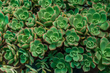 Green roses echeverrias natural pattern texture