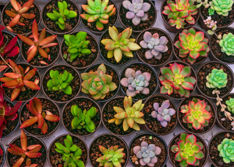 Beautiful colorful variety of succulents in a market