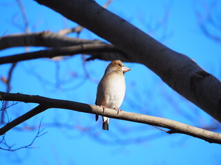 シメ, Hawfinch