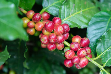 Coffee beans arabica on tree at the mountain in farm northern Thailand
