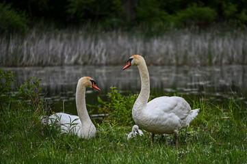 Swan family resting by the lake.