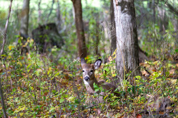 White-tailed deer or Virginia deer  in the autumn forest