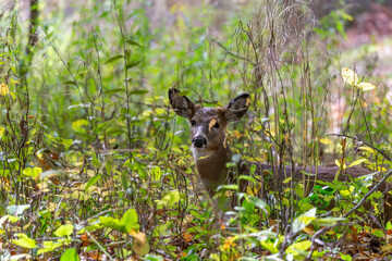 White-tailed deer or Virginia deer  in the autumn forest
