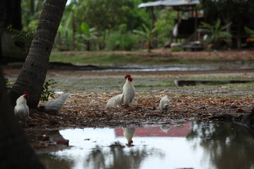Obraz premium カンボジア、シュムリアップ農村