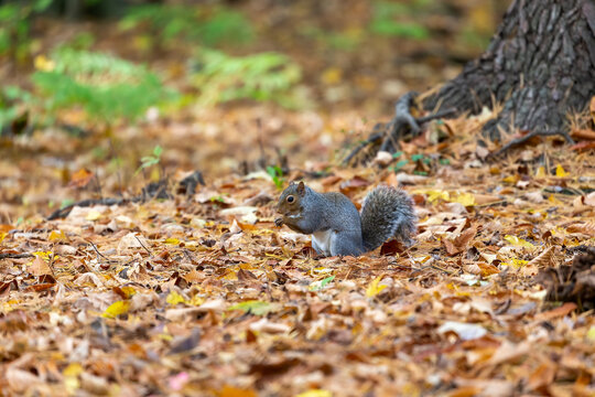 Eastern gray squirrel in the autumn forest