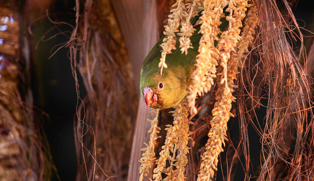 Periquito-de-encontro-amarelo ou periquito-estrela. Brotogeris chiriri ). Um periquito de cor verde e amarela em uma árvore com o corpo inclinado para baixo olhando para a câmera.