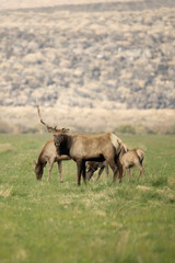 Single antlered ELk Stag and his herd