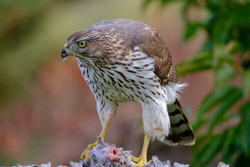 Hawk feeding on mourning dove prey. Cooper’s hawk juvenile.