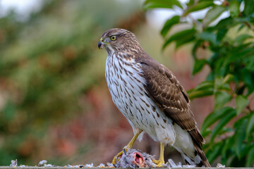Hawk feeding on mourning dove prey. Cooper’s hawk juvenile.