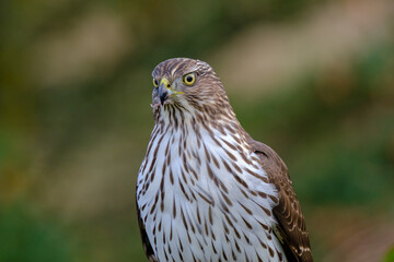 Hawk feeding on mourning dove prey. Cooper’s hawk juvenile.