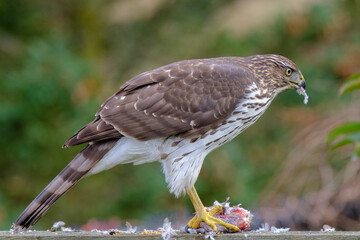 Hawk feeding on mourning dove prey. Cooper’s hawk juvenile.