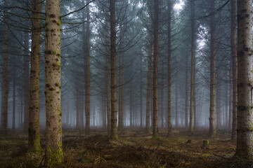 早春の朝の霧に霞む針葉樹林