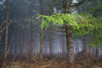 早春の朝の霧に霞む針葉樹林