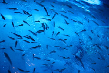 カンボジア　ドクターフィッシュ