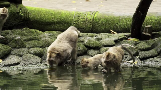 A group of grey monkeys using their hands  to drink water from a small pond