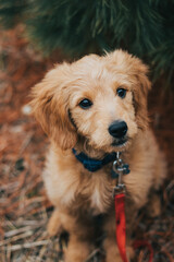 Obraz premium Goldendoodle