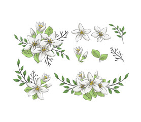 handdrawn jasmine flower collection