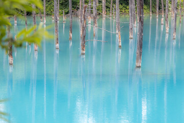 美瑛の青い池
