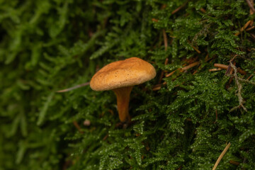 mushroom in the forest in front of moss