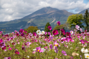 Fototapeta premium 福島 会津磐梯山とコスモス畑