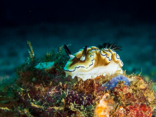 Fototapeta na wymiar Dark Margin Glossodoris nudibranch or seaslug(Doriprismatica atromarginata) near Puerto Galera, Oriental Mindoro, Philippines. Underwater photography and sealife.