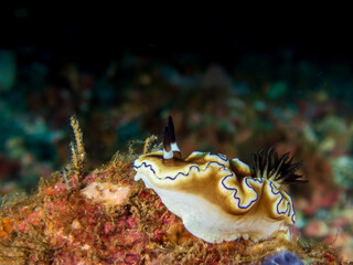 Dark Margin Glossodoris nudibranch or seaslug(Doriprismatica atromarginata) near Puerto Galera, Oriental Mindoro, Philippines.  Underwater photography and sealife.