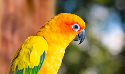 Conure parrot, golden head parrot © sumblistan