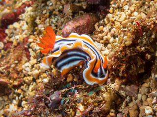Bright yellow and orange Magnificent Chromodoris nudibranch  (Chromodoris Magnifica) near Puerto Galera, Oriental Mindoro, Philippines. Underwater photography and marine life.
