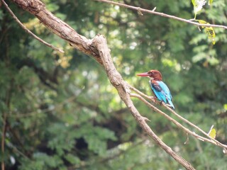 A kingfisher on a branch of a tree