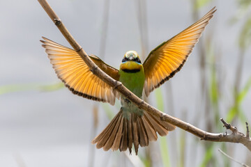 Rainbow Bee-eater (Merops ornatus) Landing With It's Wings Spread

